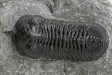Morocconites Trilobite Fossil - Ofaten, Morocco #325978-1